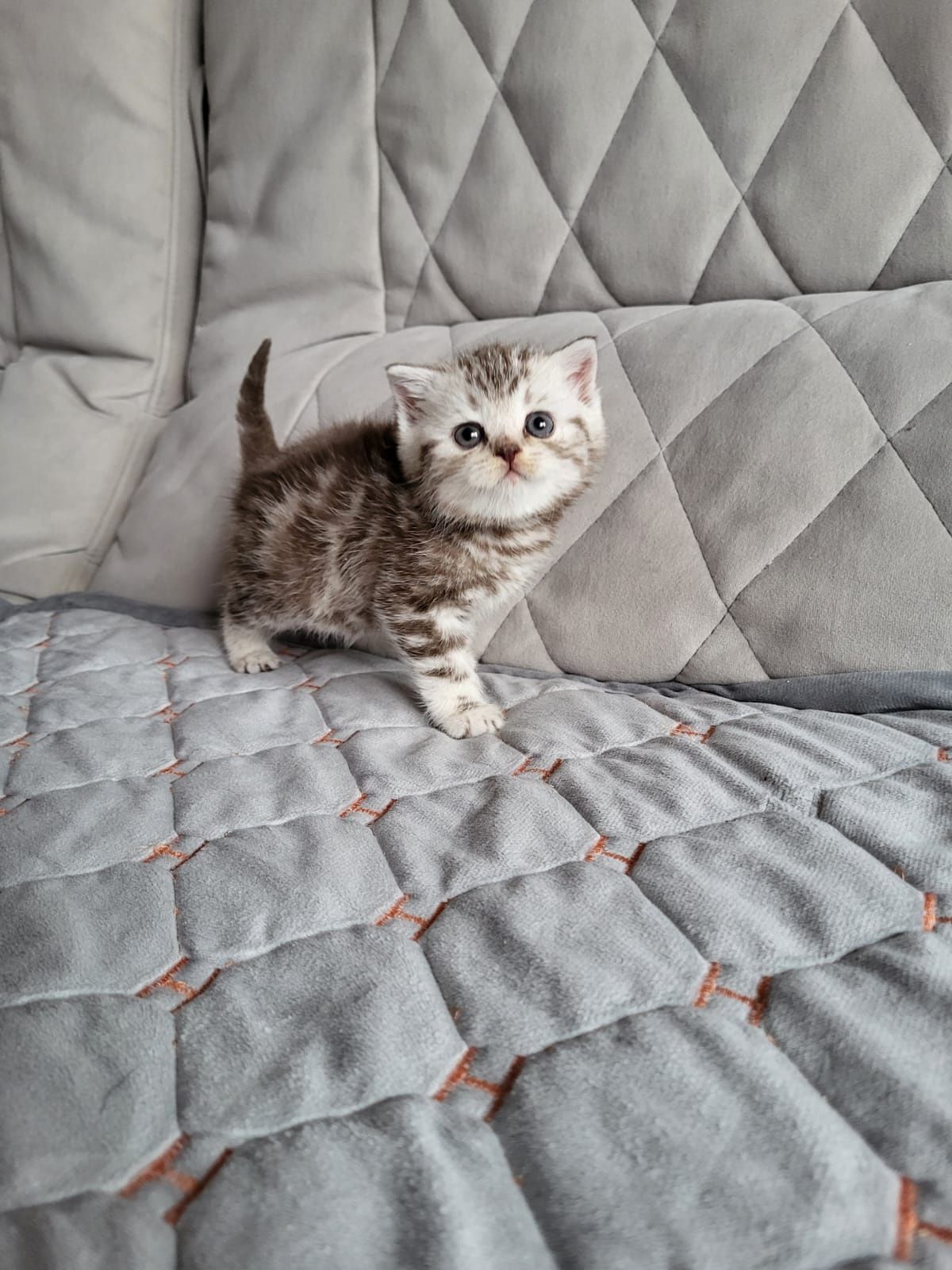 Чистокровные Британские Котята.