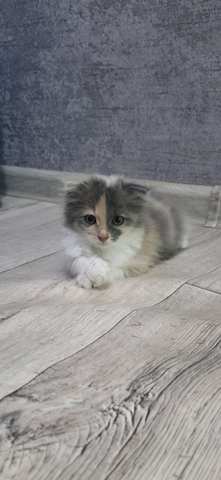Отдам котенка в добрые руки