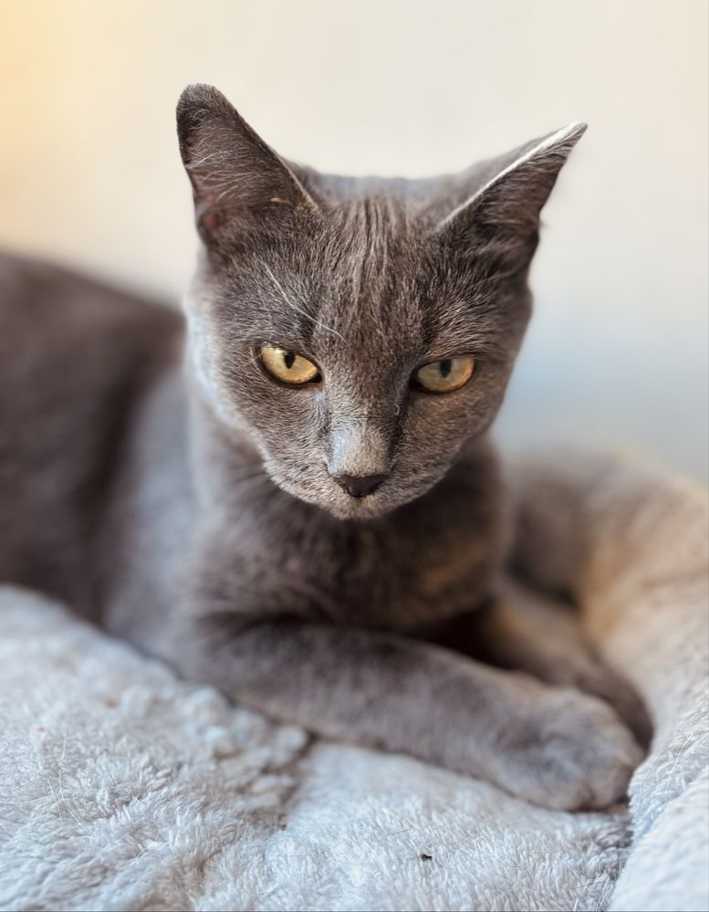 Кошка в добрые руки, кот, котенок, кошка