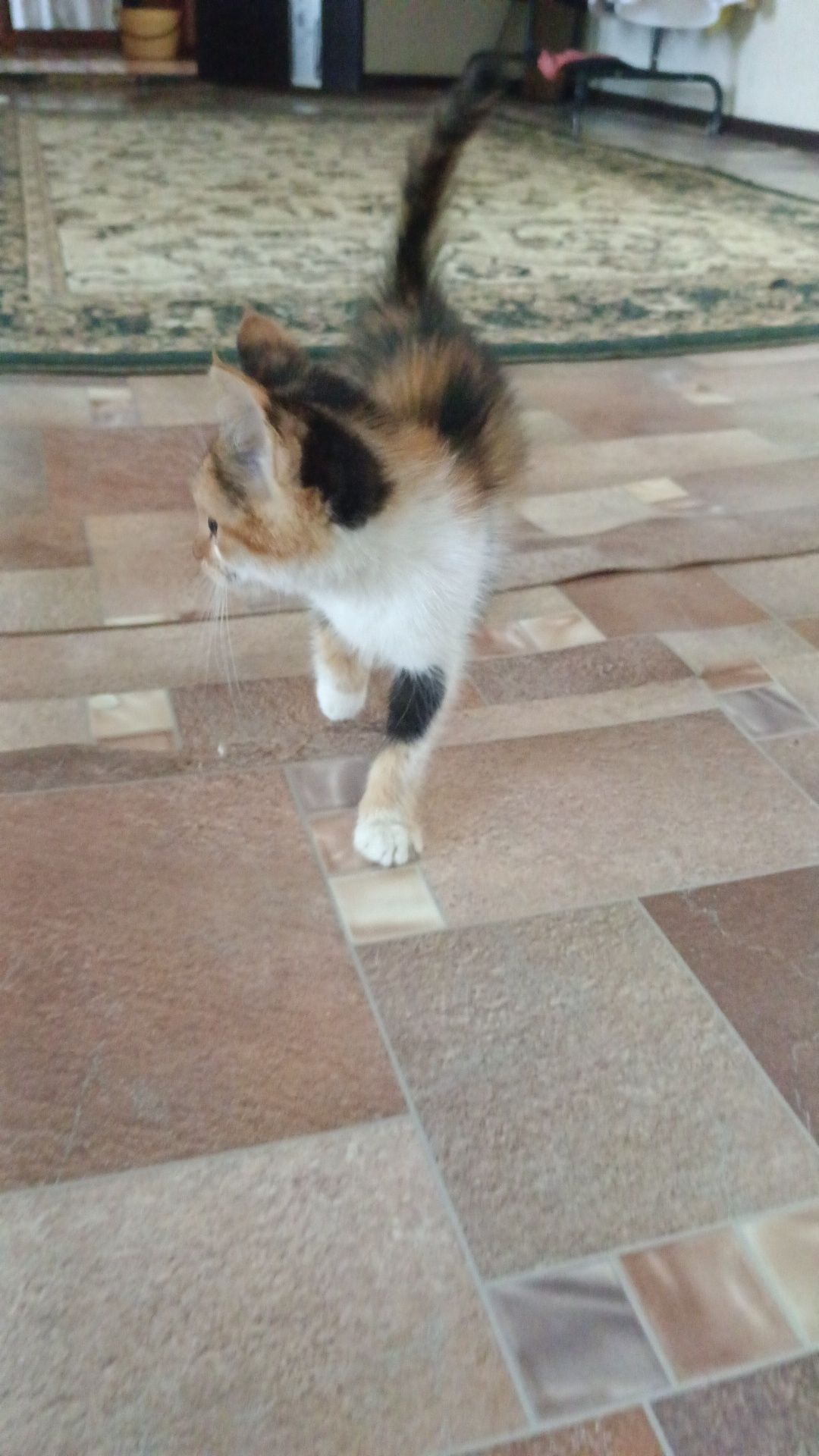 Отдам котика в хорошие руки. Мальчик
