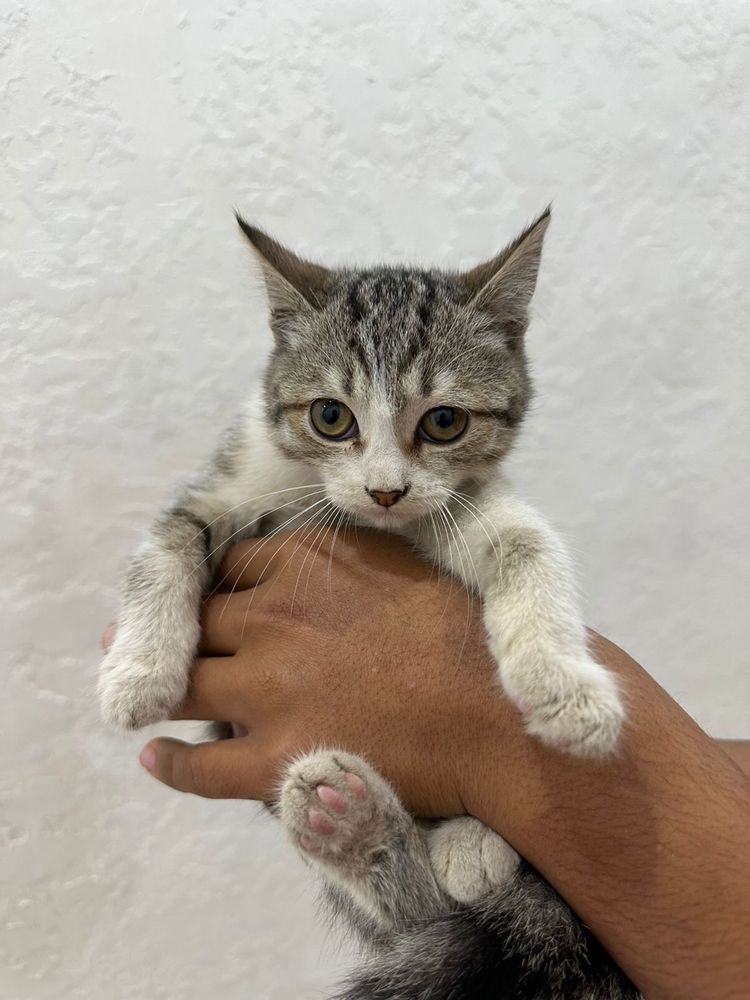 Отдадим бесплатно котят в хорошие руки.