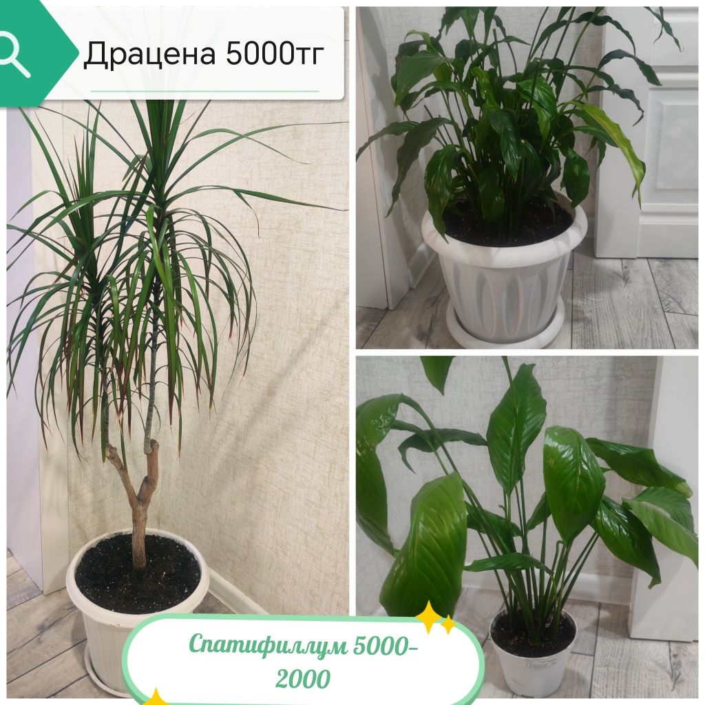 Гүлдер Цветы район Компоселок