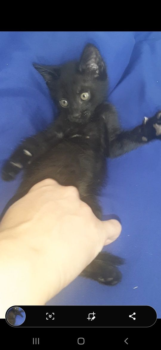 Отдам котёнка за шоколадку