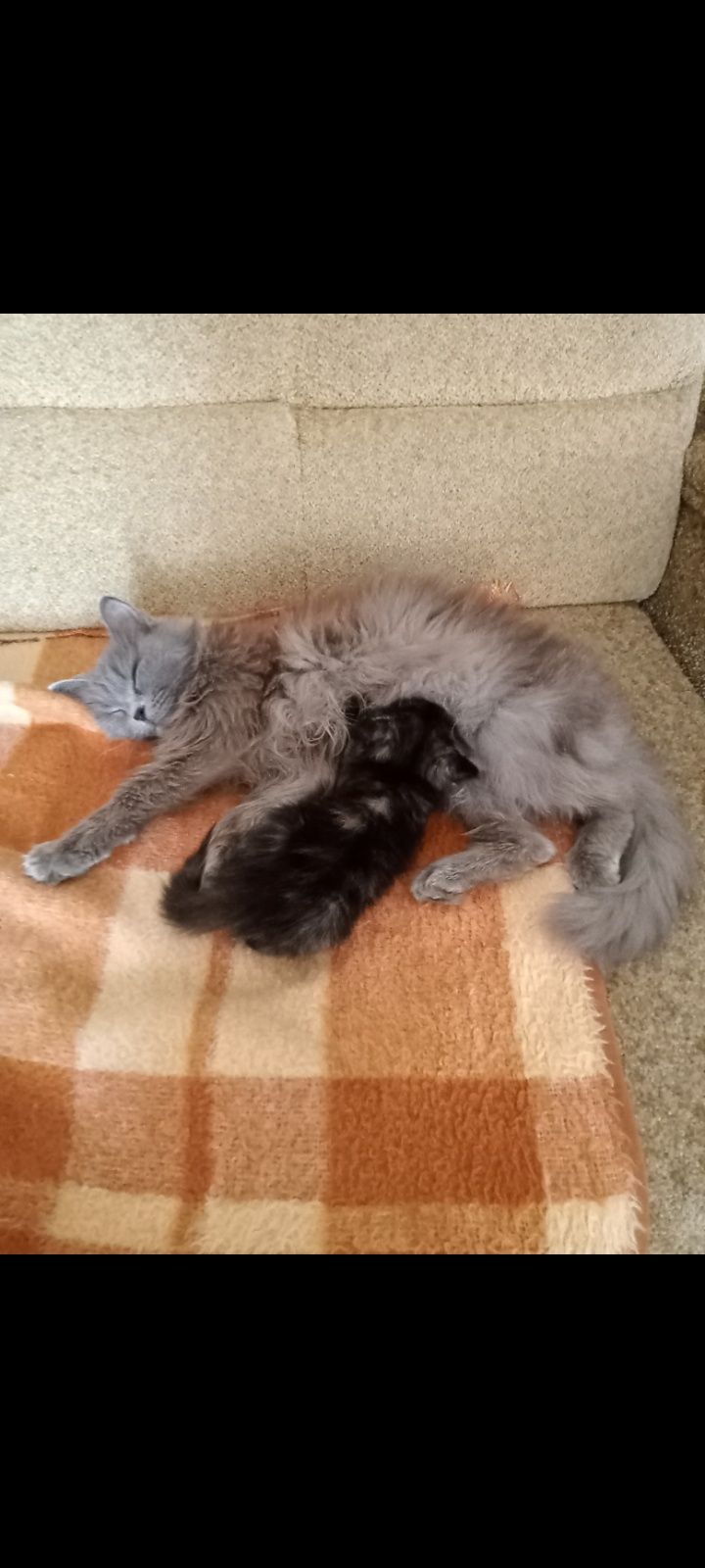 Одам бесплатно катят