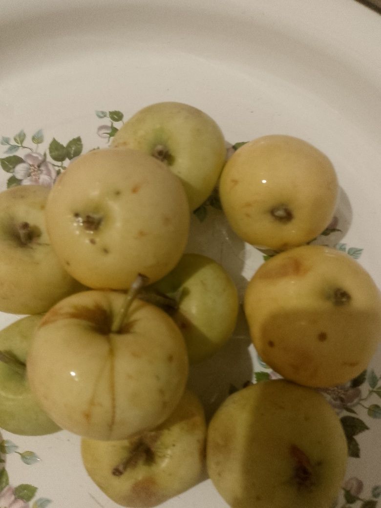 Продам яблоко сладкий