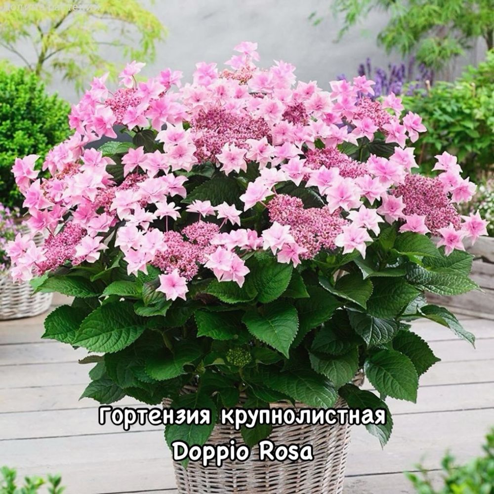 Готензия крупнолистная