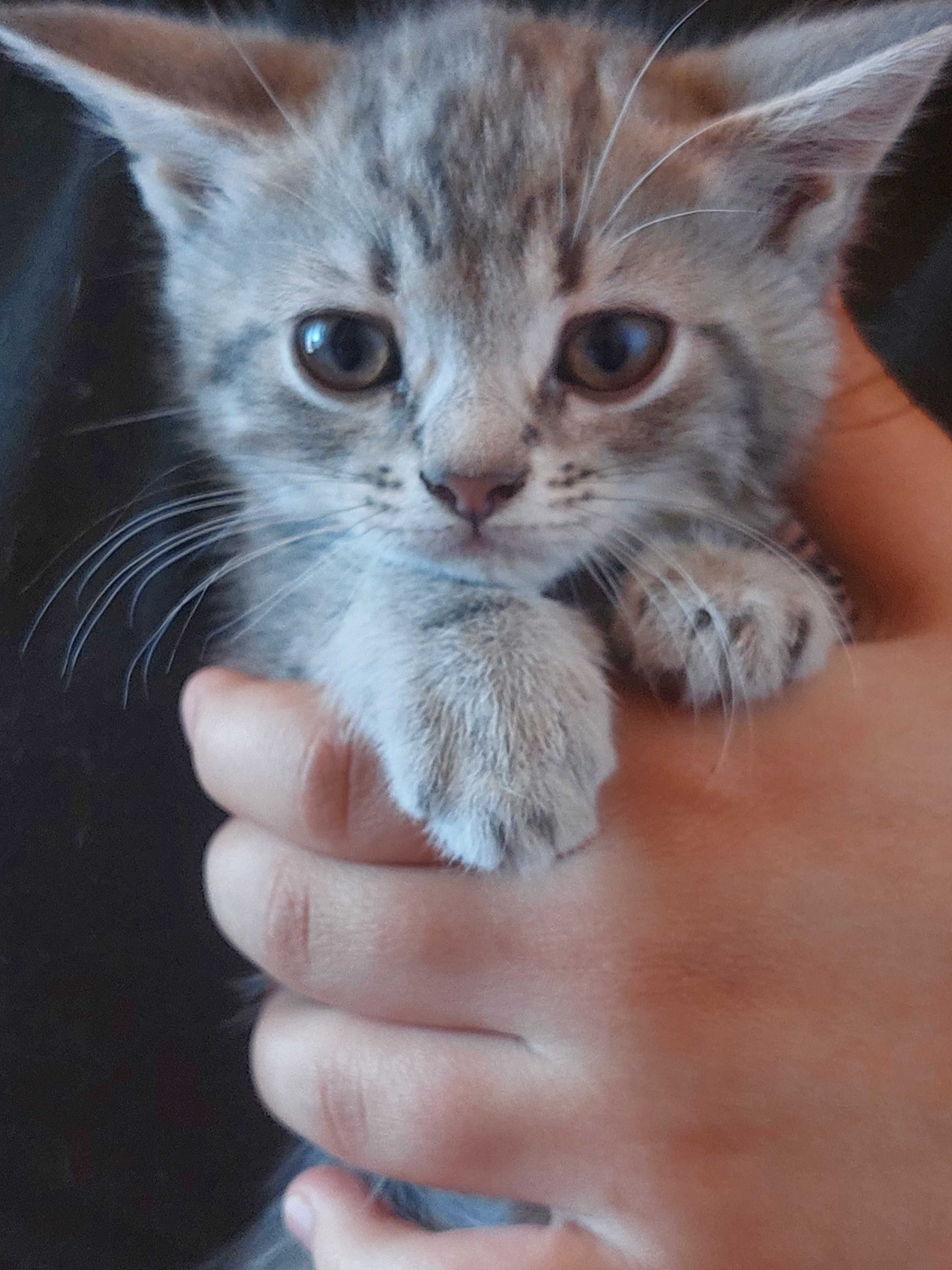 Отдам котят даром