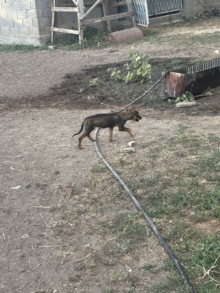 Қорқау даладан ілесіп сіңіп кеткен