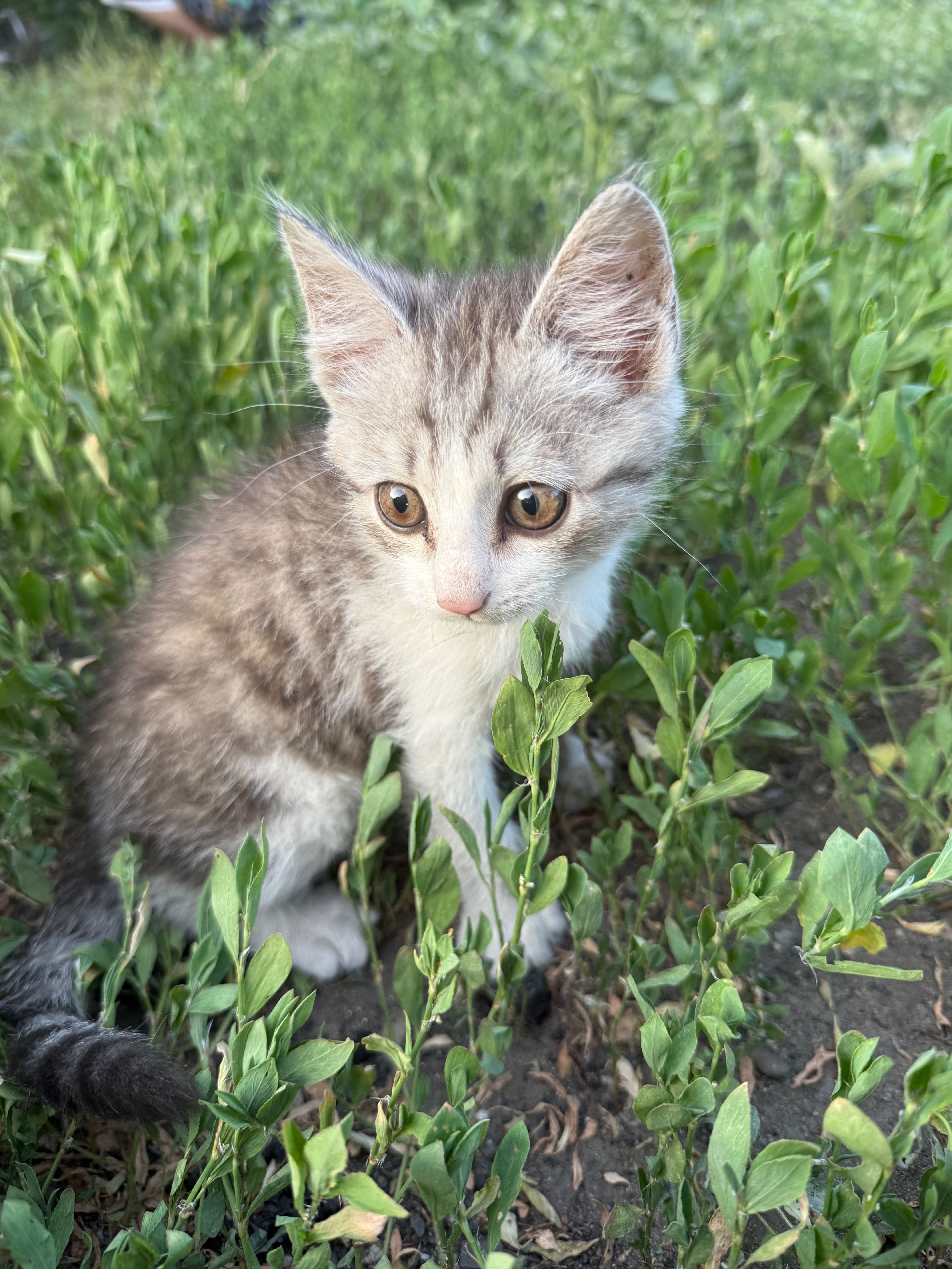 Потерялся котенок на Восточном