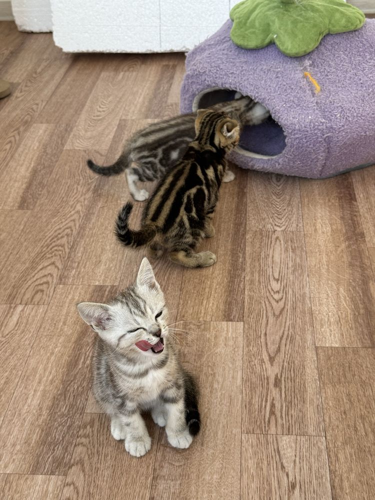 Шотландские котята ищут хозяев