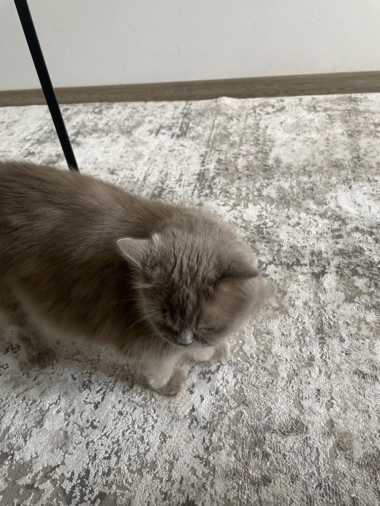 Кошка бесплатно британка 6 лет длиношерстная