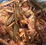 Каспийские морские Раки в наличии