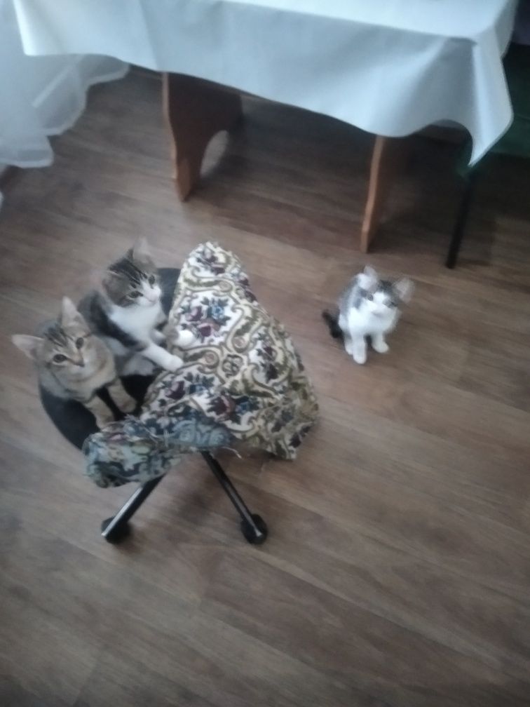 Кошки отдам в хорошие руки