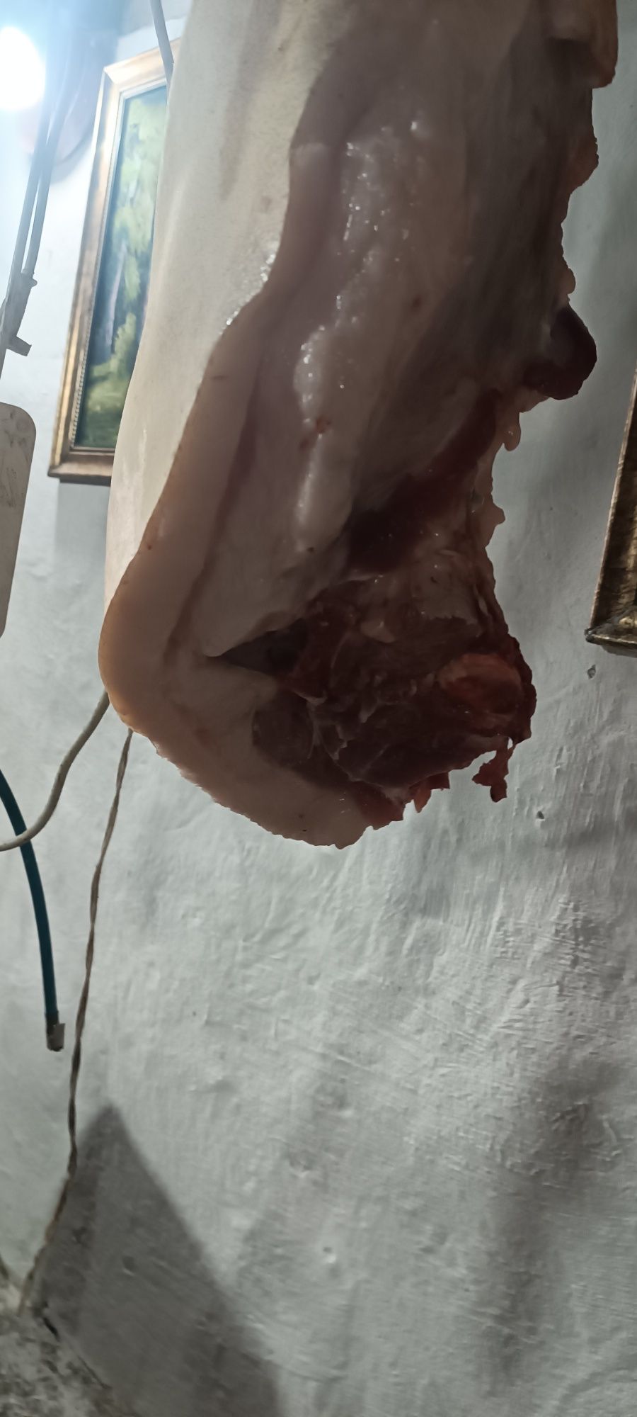 Мясо свинина домашнее тушами