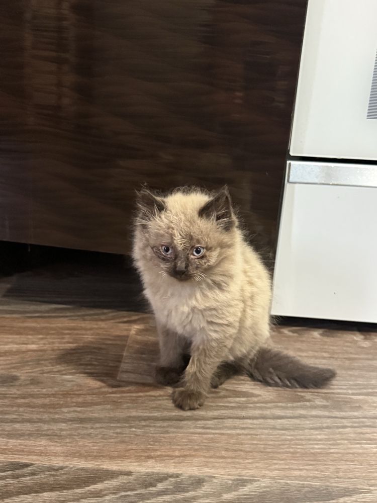 Отдам котят в хорошие руки