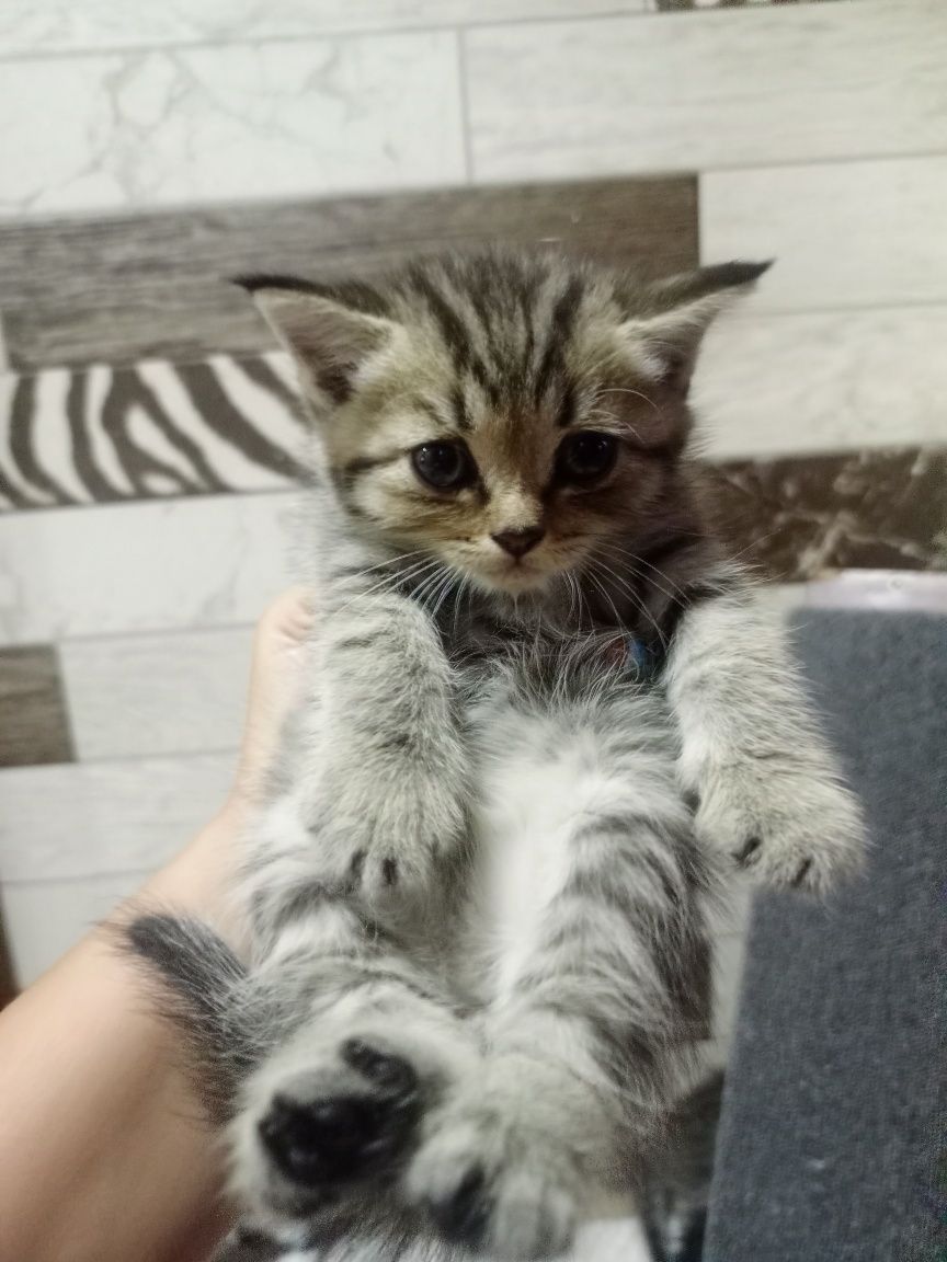 Котята бесплатно