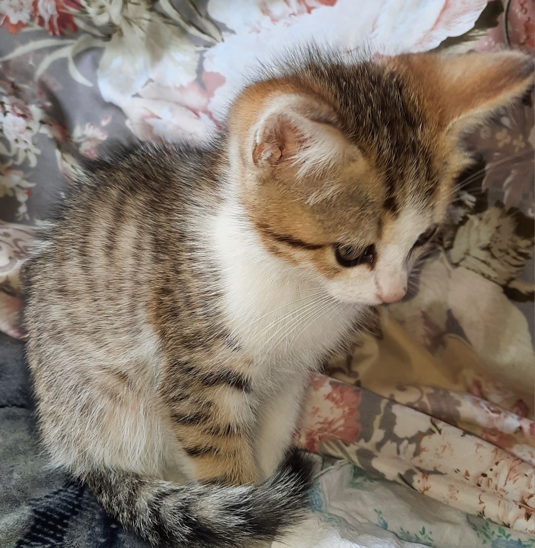 Котенок, ищет дом!!