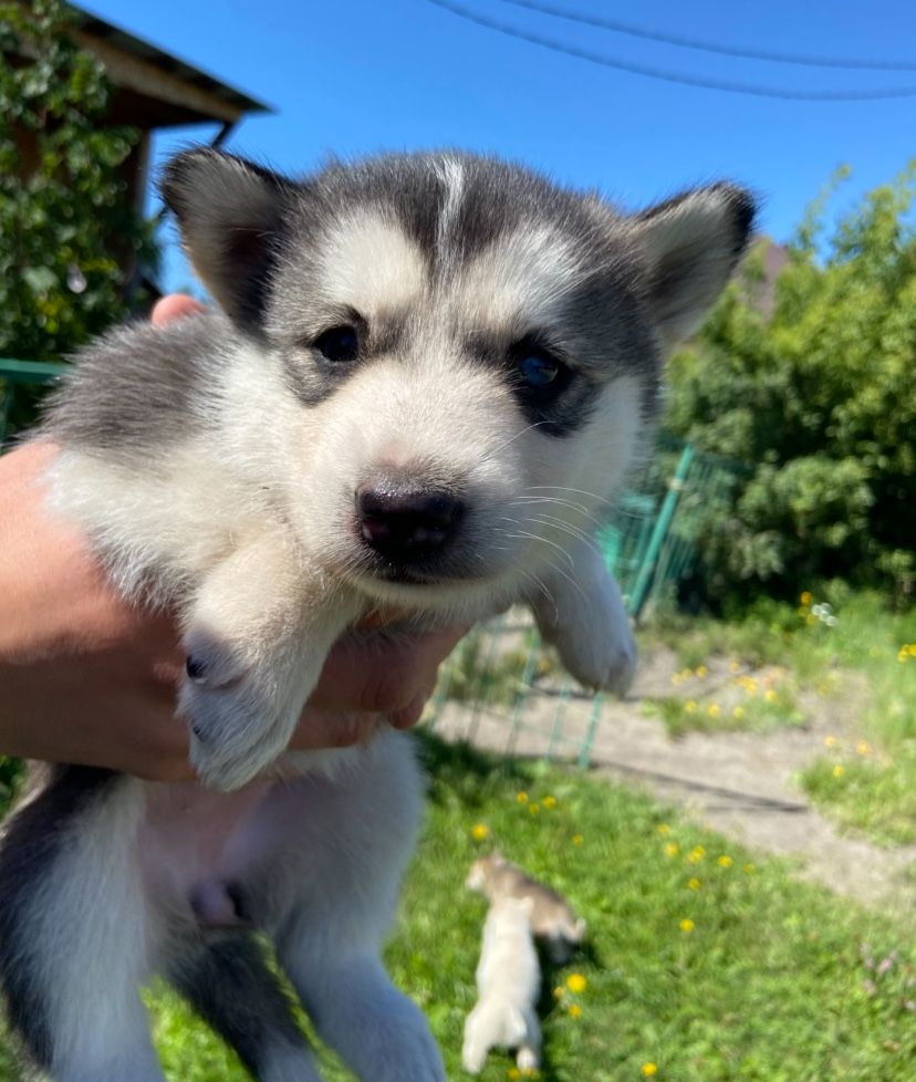 Продам щенят Хаски