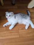 Котенок Шотландский Вислоухий
