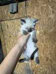 отдам котят бесплатно