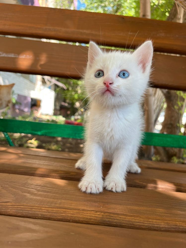 Котики изут дом и тепло