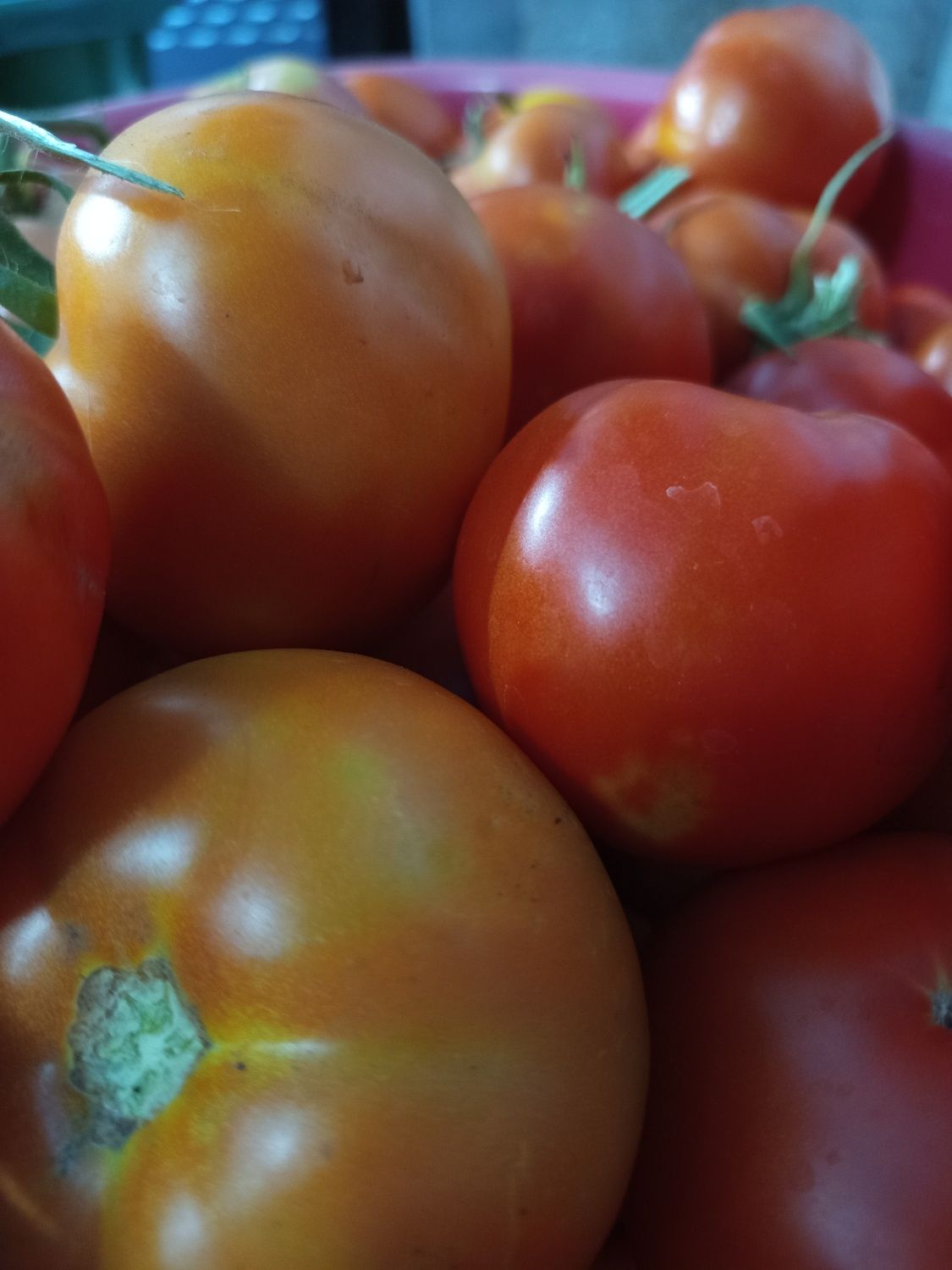 Продам помидоры домашние