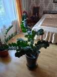 Продам цветы, замиокулькас,дифенбахию.,.