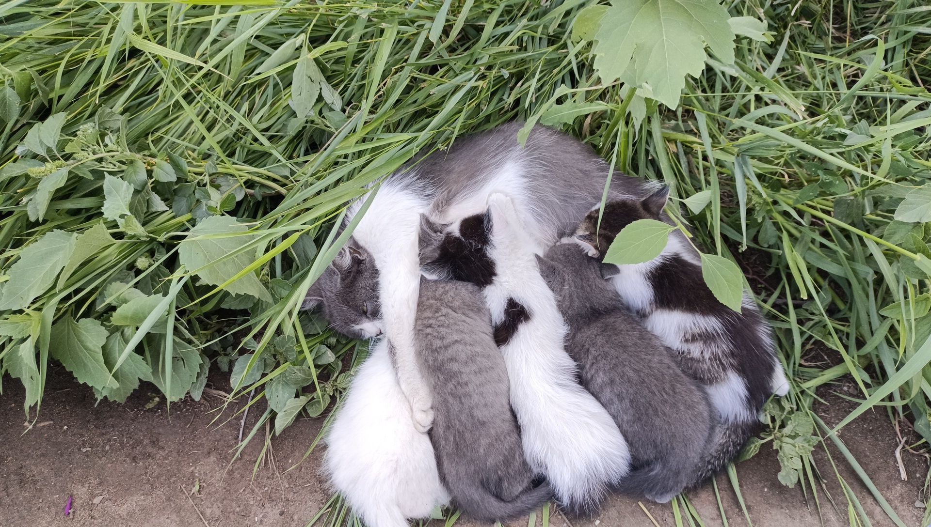 Отдам в добрые руки котят, 1,5- 2  месяца