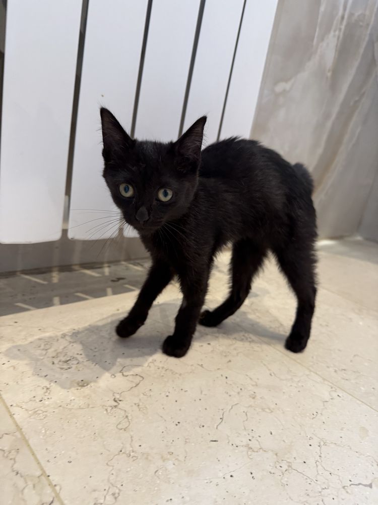Котенок девочка,  2 месяца