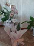 Продам  цвети орхедия