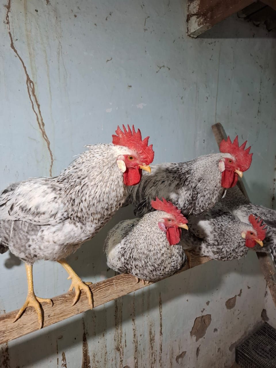 Продаю петушки барковских
