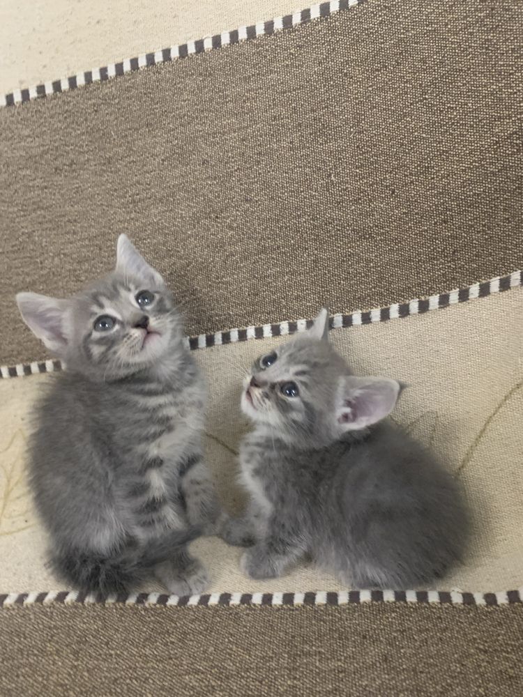 Котята в хорошие руки
