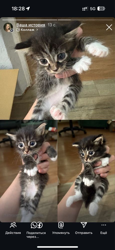 Котята двух месячные