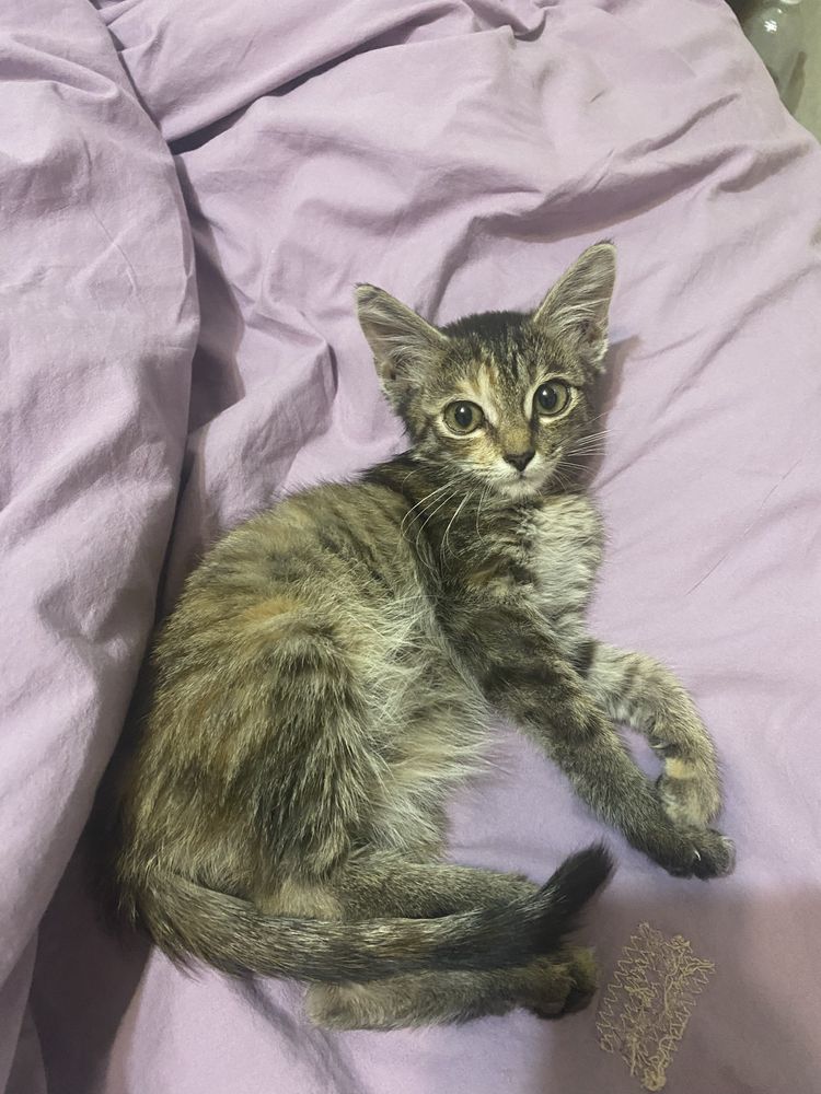 Котенок мальчик