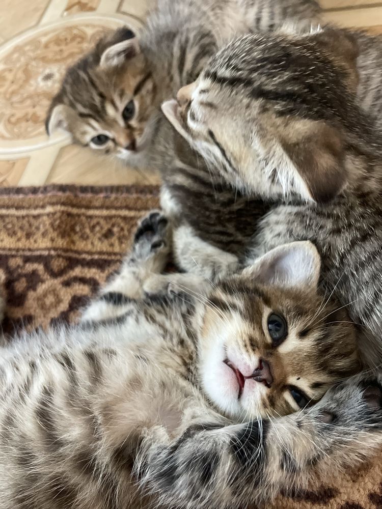 Отдам красивых котят