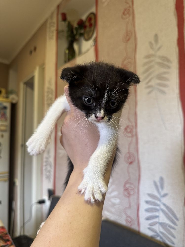 Отдам котят в добрые руки