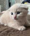 Котёнок вислоухий