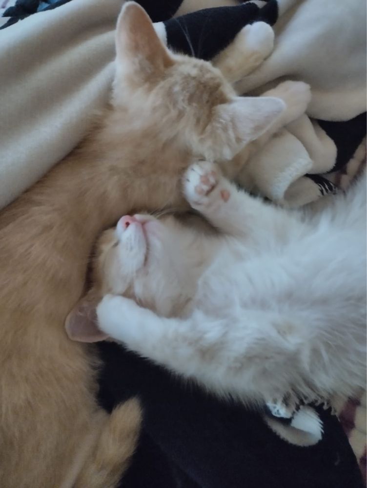 Отдам котят в хорошие руки!