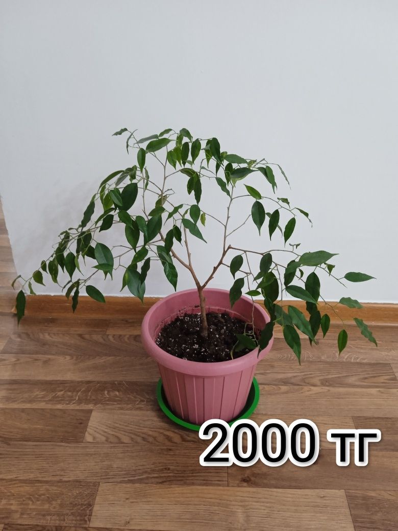 Комнатные цветы растения
