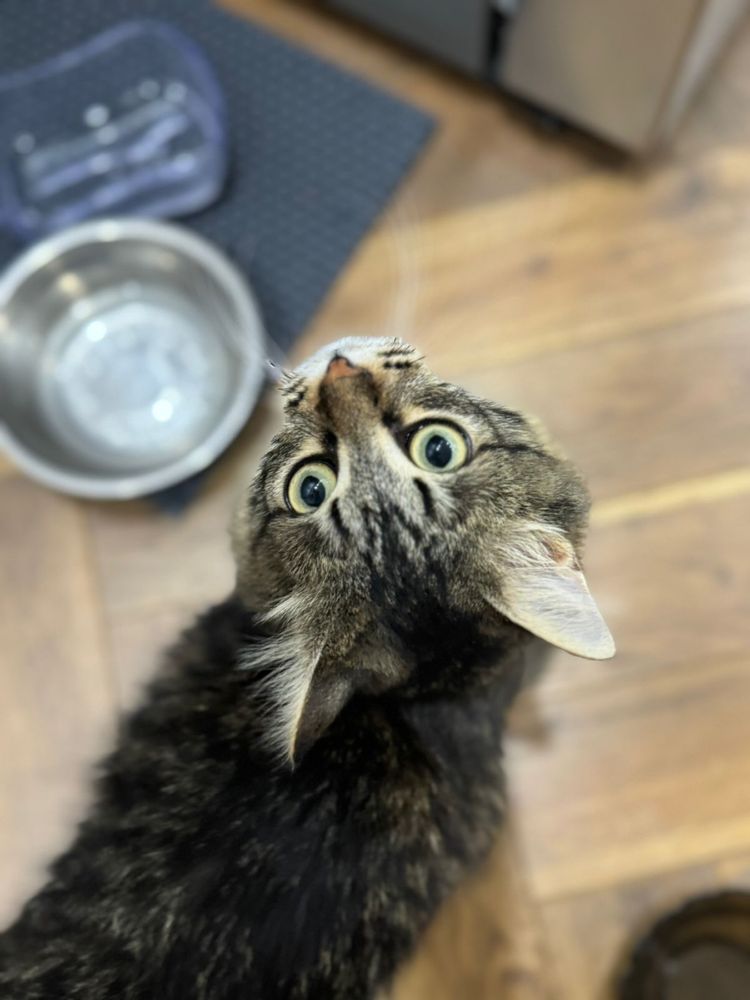 Отдадим котенка в добрые руки
