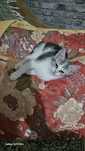 Отдам в хорошие руки кошечку американской короткошерстной.