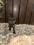 Котенок (девочка)