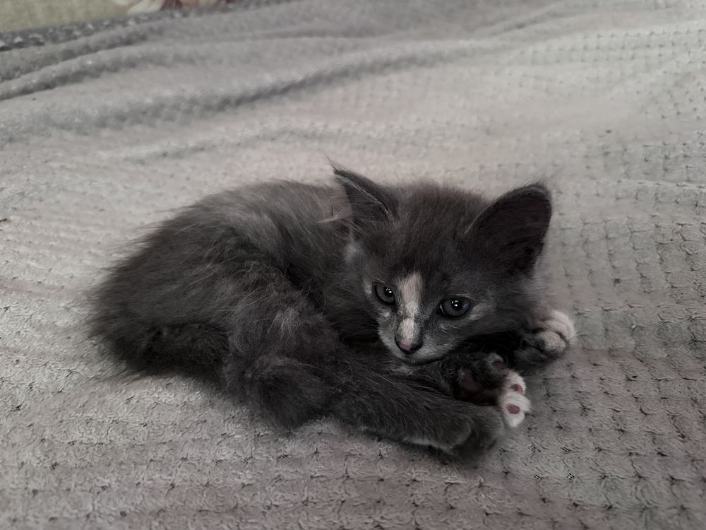 отдам котенка в добрые руки