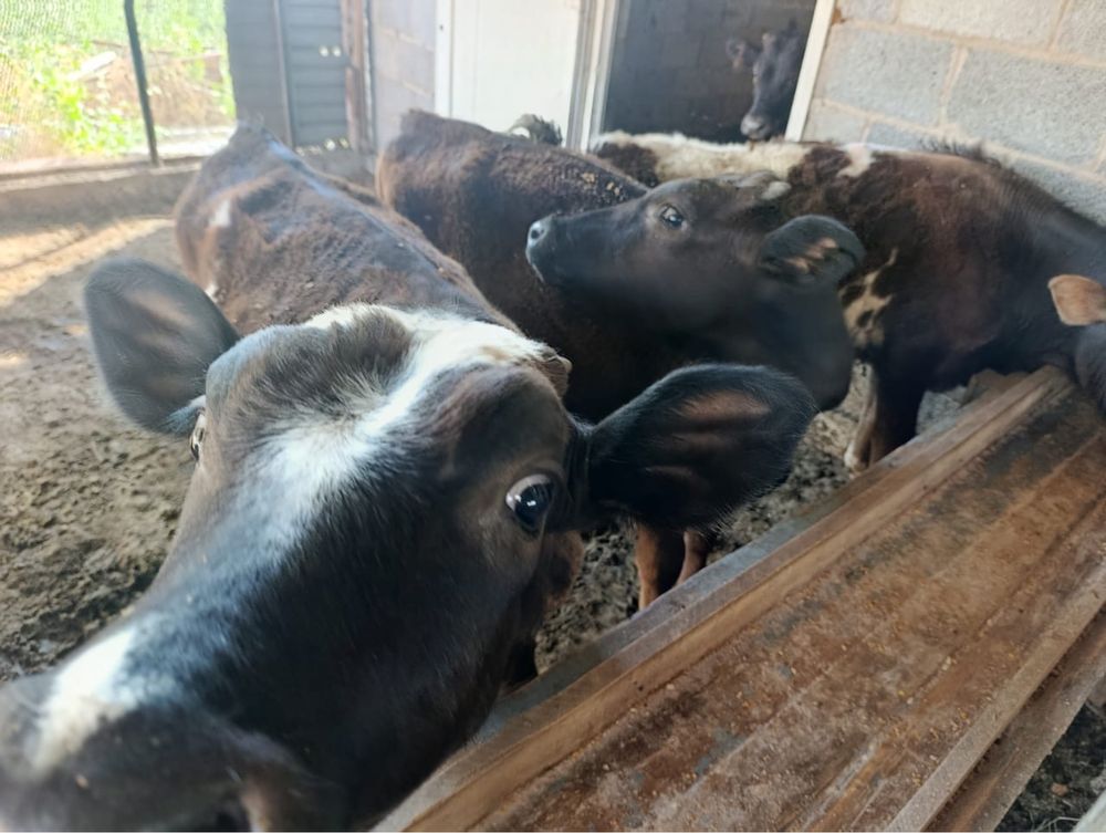 Продам домашних бычков