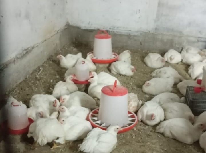 Продам бройлеры домашние