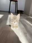 котенок, скотиш страйт