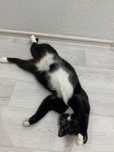 Отдам кота хорошие руки!