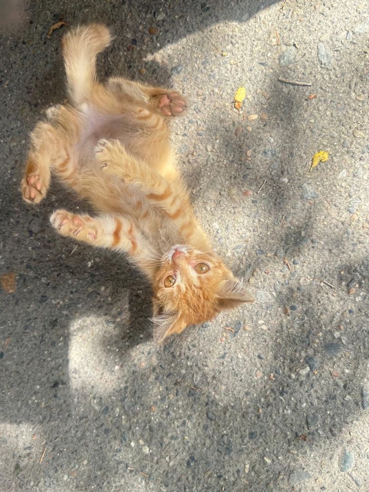 Котенок ищет дом