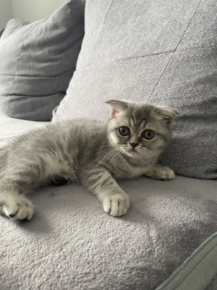 Котенок Scottish Fold
