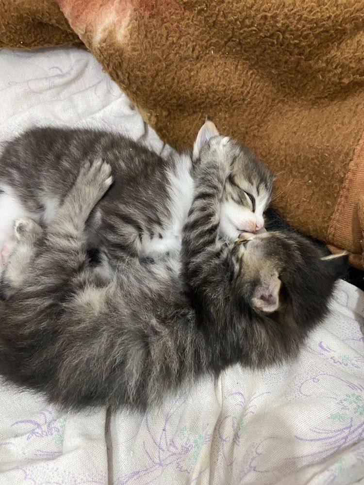 Отдам котят бесплатно.